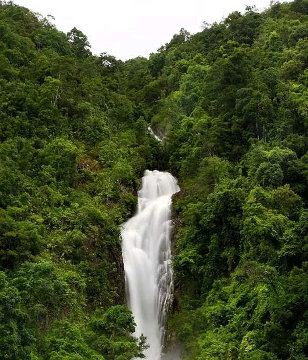 熱帶雨林漂流記